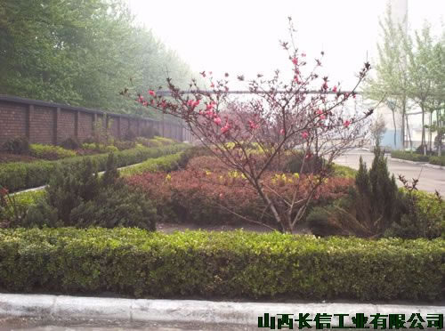 生機盎然的紅花綠草